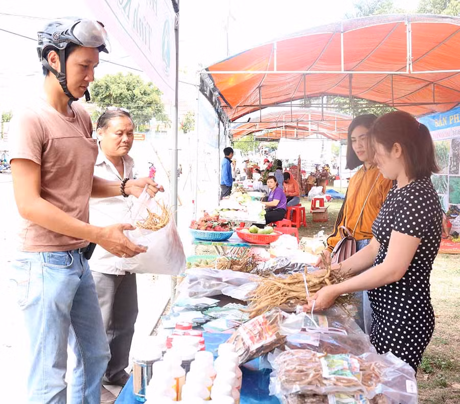 Các loại sâm rừng, nấm rừng, cây dược liệu được trưng bày tại hội chợ. Ảnh: N.S