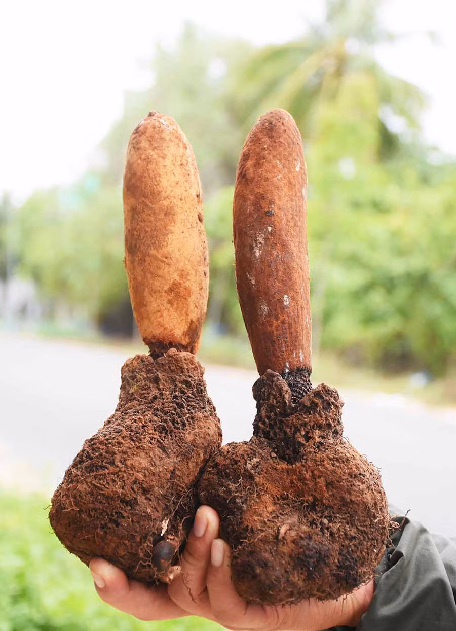 Nấm tích dương hiện có giá cao ngất ngưởng, lên đến vài triệu đồng một cặp. Ảnh: M.N