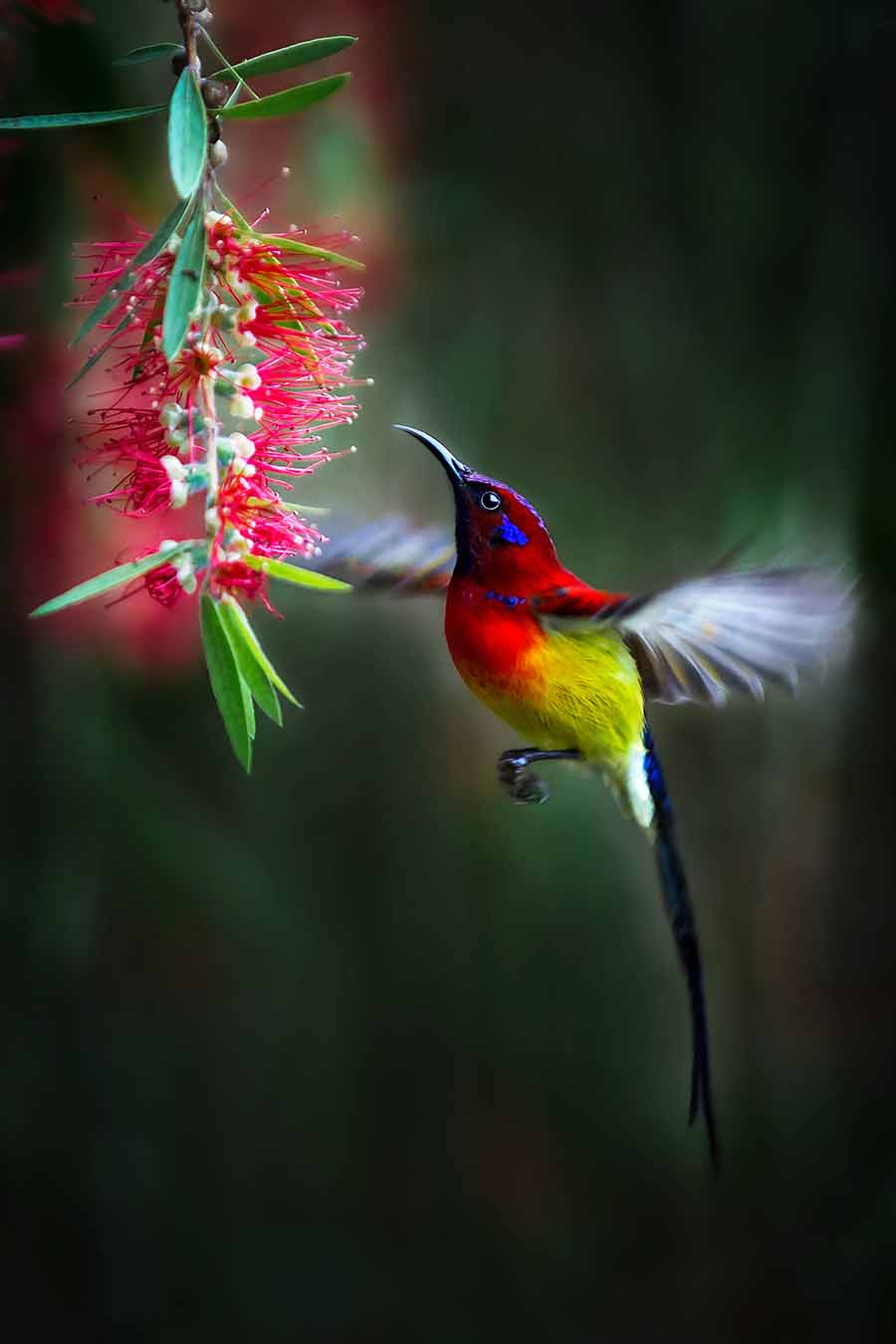 22Tác phẩm đạt giải nhất tại cuộc thi AGORA Images Beauty-ảnh Lê Văn Vinh