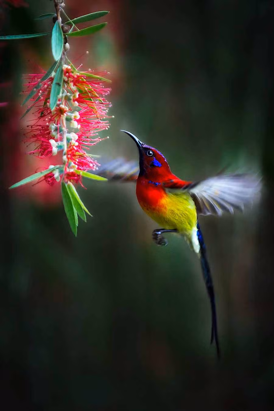 22Tác phẩm đạt giải nhất tại cuộc thi AGORA Images Beauty-ảnh Lê Văn Vinh