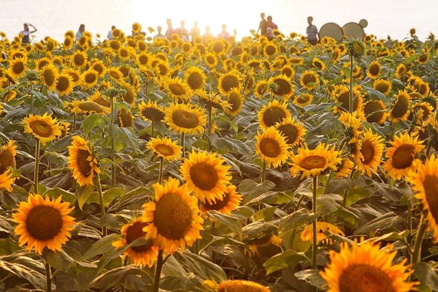  Đây là loài cây thảo sống khoảng một năm, thân to thẳng có lông cứng, thường có đốm, cao 1-3m