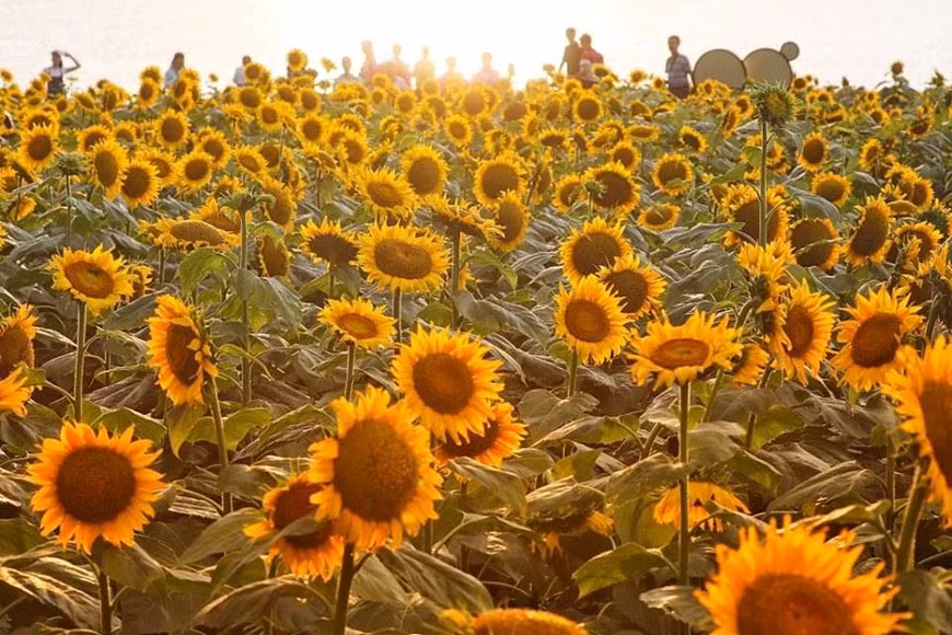  Đây là loài cây thảo sống khoảng một năm, thân to thẳng có lông cứng, thường có đốm, cao 1-3m