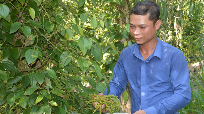  Anh Phong thu hoạch tiêu