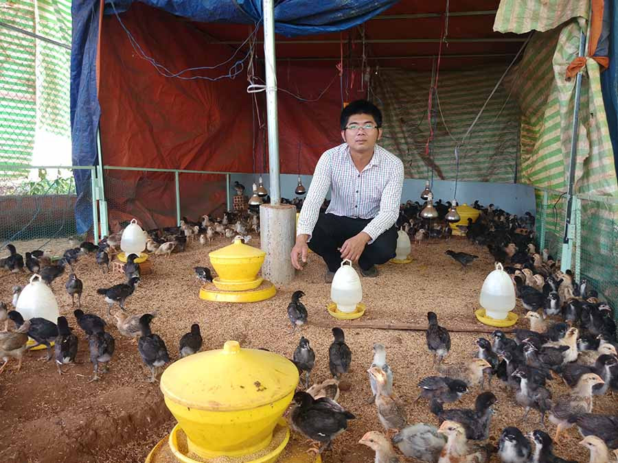  Anh Hoàng bên đàn gà con trong thời gian nuôi ủ. Ảnh: Đ.P