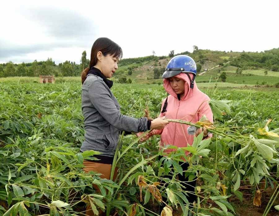  Bà Trần Thị Mai-Phó Giám đốc Trung tâm Dịch vụ nông nghiệp huyện Kbang (bìa trái) hướng dẫn người dân xử lý bệnh khảm lá vi rút hại mì. Ảnh: L.N