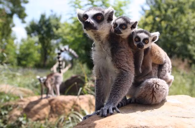  Hình ảnh đáng yêu khi vượn cáo mẹ cõng những đứa con tinh nghịch. 