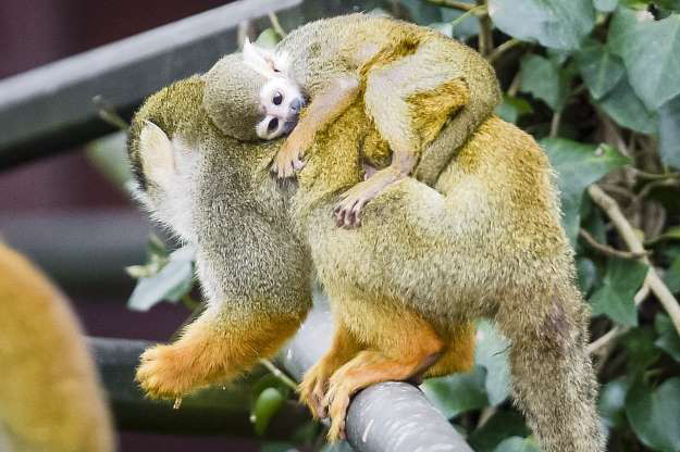  Khỉ sóc cõng con. 