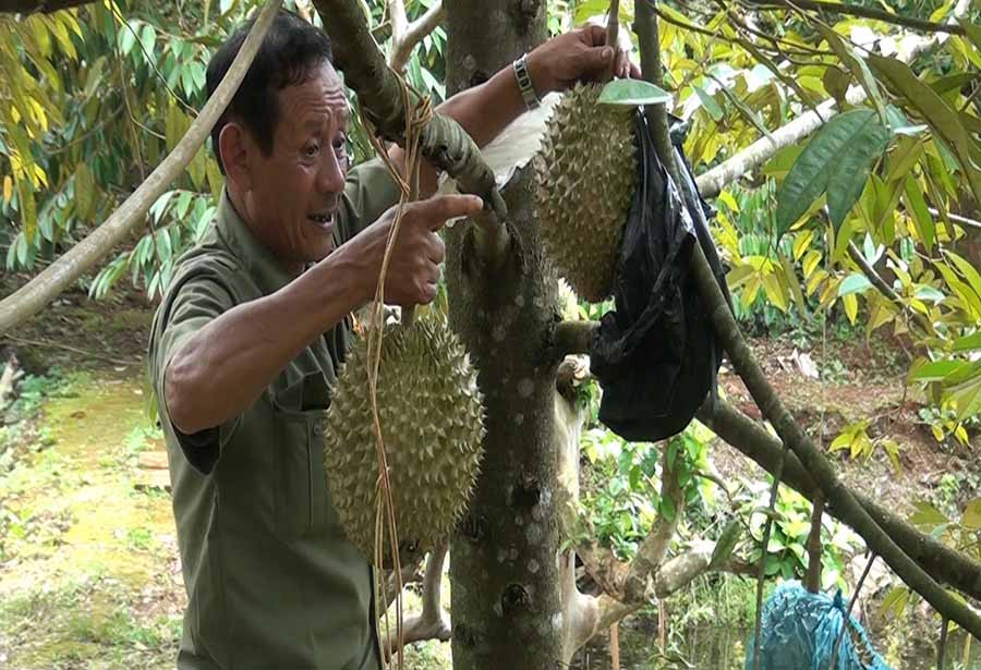 Ông Nguyễn Hồng Tân chăm sóc vườn sầu riêng của gia đình. Ảnh: P.N