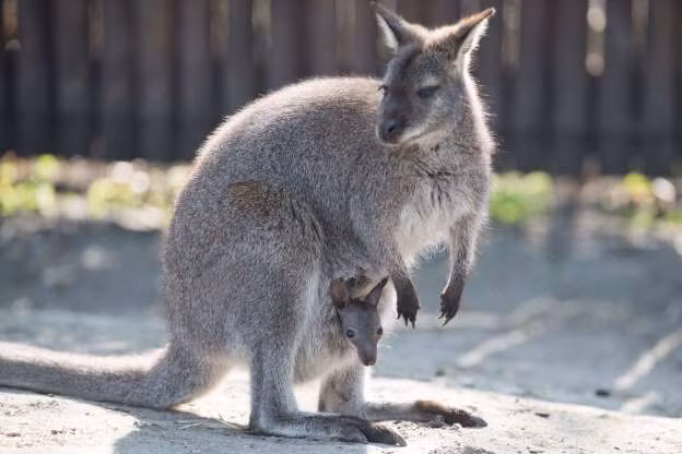 Chú kangaroo nhỏ được mẹ che chở trong chiếc 