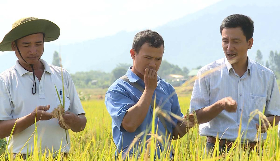 Thành viên HTX Nông nghiệp Chư A Thai thăm cánh đồng lúa lớn. Ảnh: Tấn Dũng