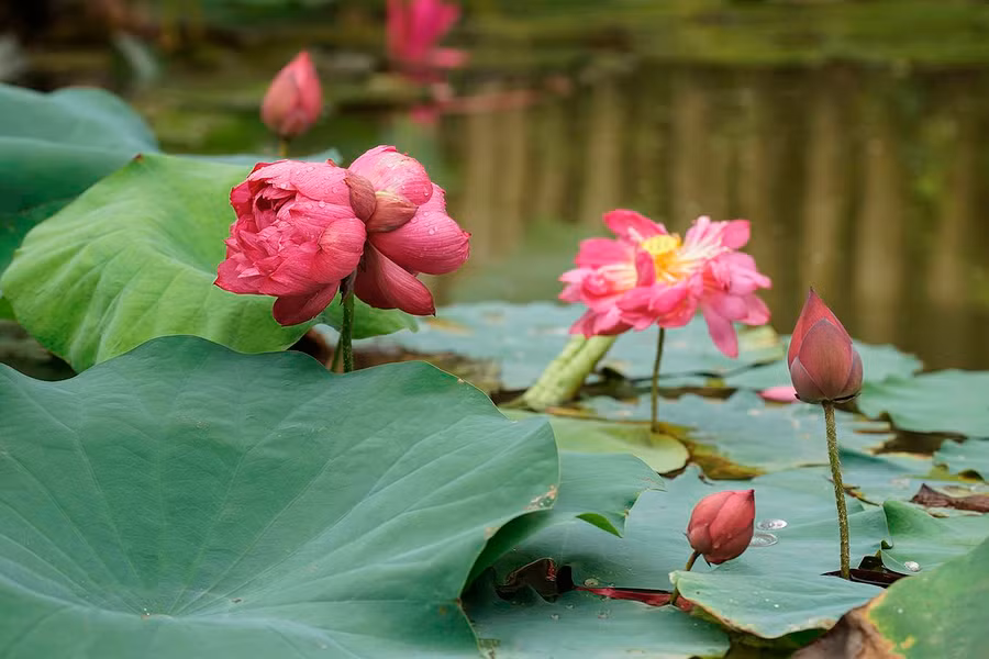 Sen Tịnh Đế tại một đầm sen ở Trâu Quỳ, Gia Lâm, Hà Nội. Hai bông hoa chung một cuống được coi là hiện tượng dị biến trên hoa sen. Xưa kia hoa này dành để tiến vua nên mới có tên 