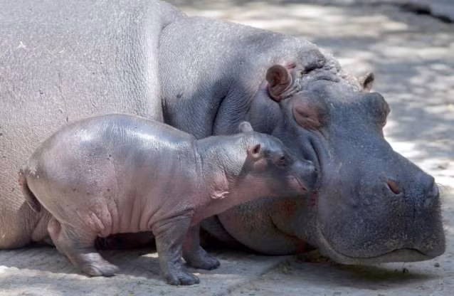 Cảnh tượng đáng yêu khi hai mẹ con hà mã âu yếm bên nhau. 