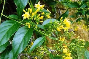  Cây lá ngón, một lại cây kịch độc ở miền núi Nghệ An. 