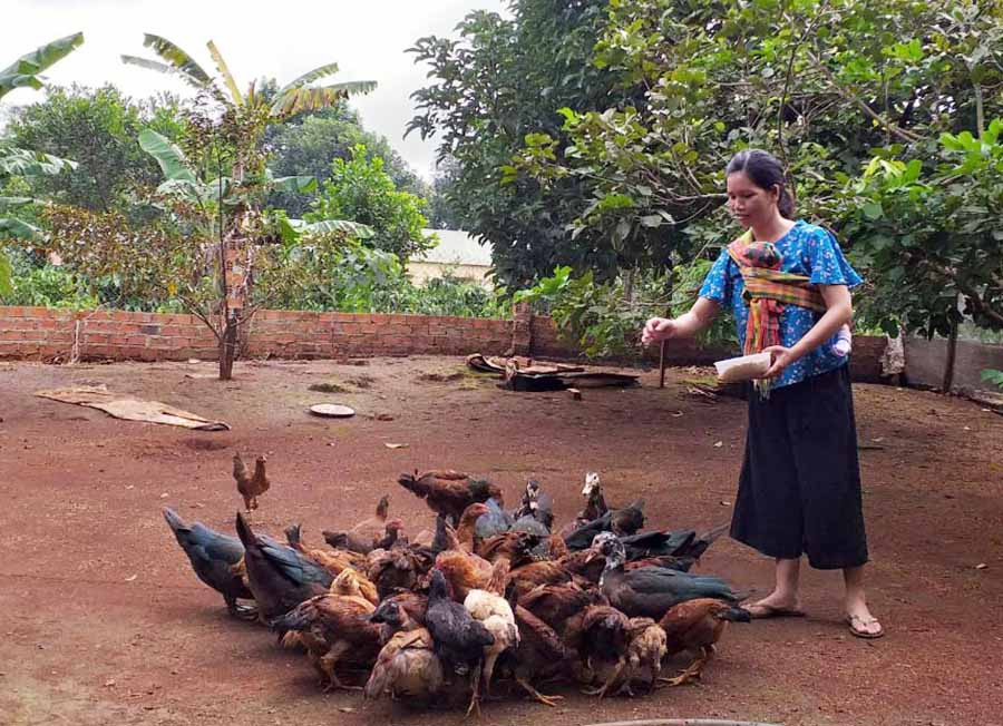  Mô hình chăn nuôi gà của gia đình chị Kpă Pheo. Ảnh: P.D