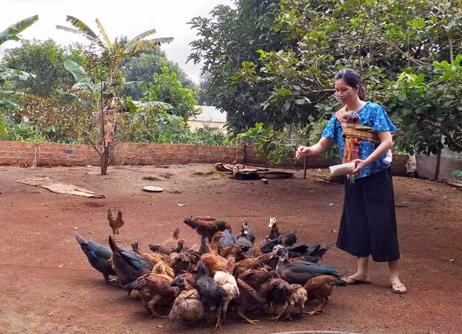  Mô hình chăn nuôi gà của gia đình chị Kpă Pheo. Ảnh: P.D