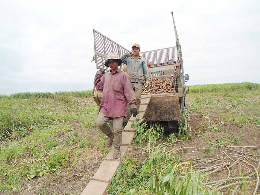 Việc phát triển cây mì ồ ạt như hiện nay thì nguy cơ tiếp tục giải cứu có thể xảy ra. Ảnh: Q.T