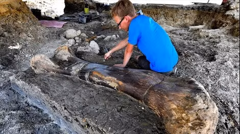  Các nhà khảo cổ Pháp vừa khai quật một hóa thạch xương khủng long khổng lồ dài hai mét. Ảnh: AFP