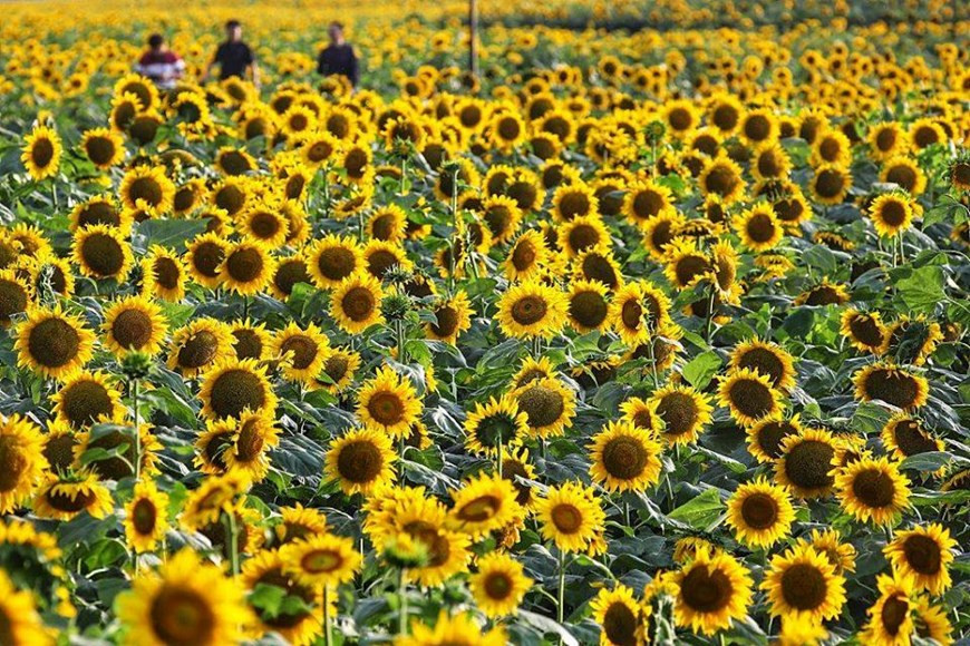  Hướng dương là loài hoa thuộc họ Cúc (Asteraceae), có tên khoa học là Helianthus annuus. 