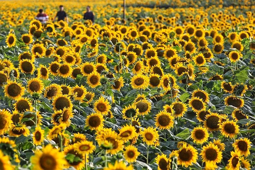  Hướng dương là loài hoa thuộc họ Cúc (Asteraceae), có tên khoa học là Helianthus annuus. 