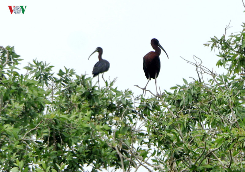  Cò quăm đen, loài cò quăm phổ biến nhất