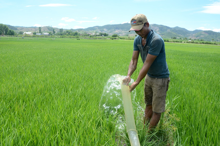 Anh Rmah Tho ở làng Toan, xã Ia Kdăm tận dụng nước ao hồ để bơm tưới cho lúa
