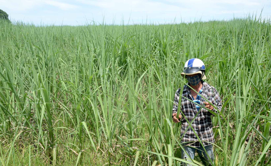 Nông dân Nguyễn Thái Hòa ở thôn Hbel 1, xã Ia Kdăm, huyện Ia Pa phấn khởi vì ruộng mía 1 ha đã hết sạch bệnh trắng lá. Ảnh: Đức Phương Nông dân Nguyễn Thái Hòa ở thôn Hbel 1, xã Ia Kdăm, huyện Ia Pa phấn khởi vì ruộng mía 1 ha đã hết sạch bệnh trắng lá. Ảnh: Đức Phương