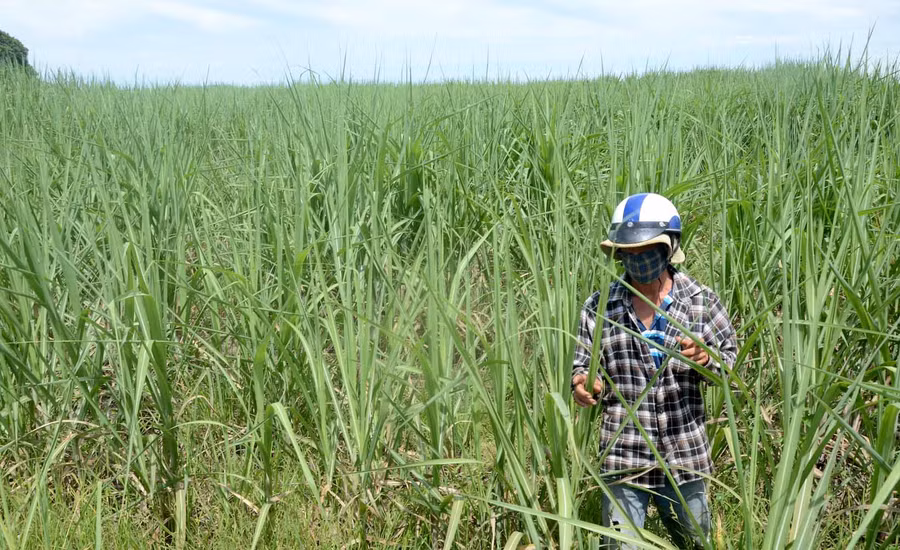 Nông dân Nguyễn Thái Hòa ở thôn Hbel 1, xã Ia Kdăm, huyện Ia Pa phấn khởi vì ruộng mía 1 ha đã hết sạch bệnh trắng lá. Ảnh: Đức Phương