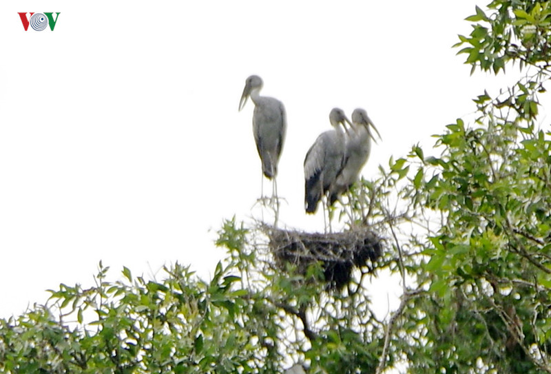 Cò nhạn sống ở các sinh cảnh khác nhau của các vùng đất ngập nước ngọt như hồ ao, kênh mương, sông, bãi bùn, ruộng lúa...