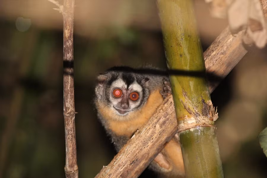  Khỉ cú cảm thấy sợ hãi khi có nguyệt thực