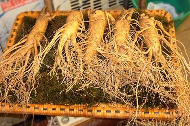 Sử dụng nhân sâm có thể cải thiện tình trạng xuất tinh sớm ở nhiều nam giới. Sử dụng nhân sâm có thể cải thiện tình trạng xuất tinh sớm ở nhiều nam giới.