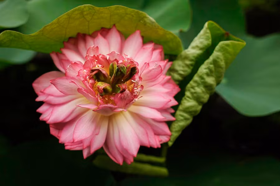 Hoa sen Cung Đình tại chùa Hưng Phúc, Thanh Trì, Hà Nội. Đây là giống sen quý, thường có màu hồng và trắng, nở rực rỡ nhất trong ba ngày và thu hút nhiều ong đến lấy mật.