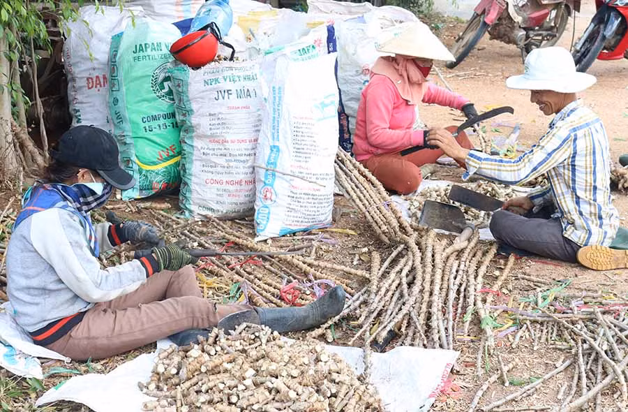 Gia đình ông Nguyễn Văn Thanh, thôn 6 (xã An Trung, huyện Kông Chro) chuẩn bị hom mì để trồng cho vụ năm nay. Ảnh: Ngọc Sang