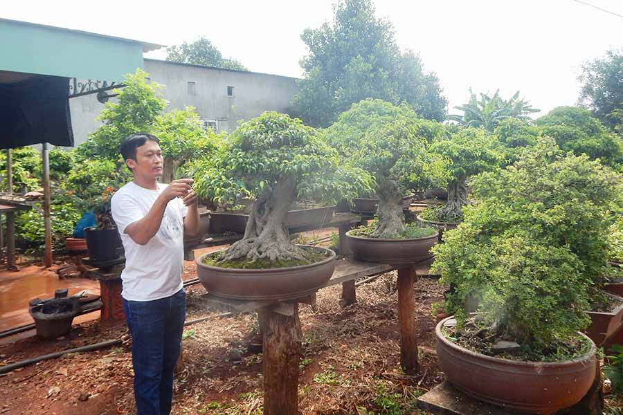  Anh Nguyễn Tấn Phúc (thôn Phú Quang, xã Ia Hrú) chăm sóc vườn cây bonsai của mình. Ảnh: P.N