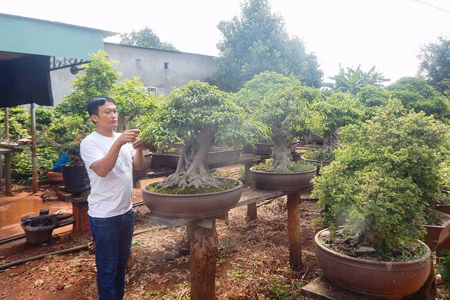  Anh Nguyễn Tấn Phúc (thôn Phú Quang, xã Ia Hrú) chăm sóc vườn cây bonsai của mình. Ảnh: P.N