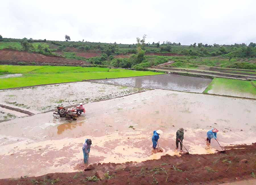  Người dân xã Ia Sao phải cày và gieo sạ lại do mưa làm bồi lấp đất vào ruộng lúa. Ảnh: L.N