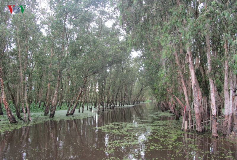 Đầm rừng là vùng đất ngập nước tự nhiên còn sót lại của tỉnh An Giang, với chủ yếu là cây tràm và 140 loài thực vật khác