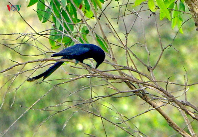  Trong rừng còn có chim trích cồ