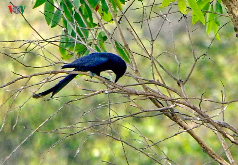  Trong rừng còn có chim trích cồ