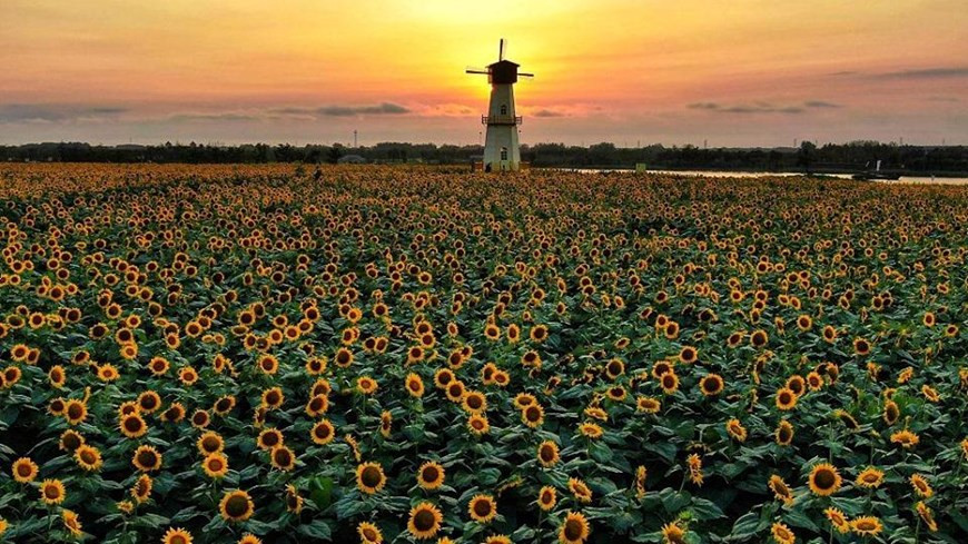 Hình ảnh được chụp tại cánh đồng hoa hướng dương thuộc thành phố Hoài An, tỉnh Giang Tô, miền Đông Trung Quốc. 