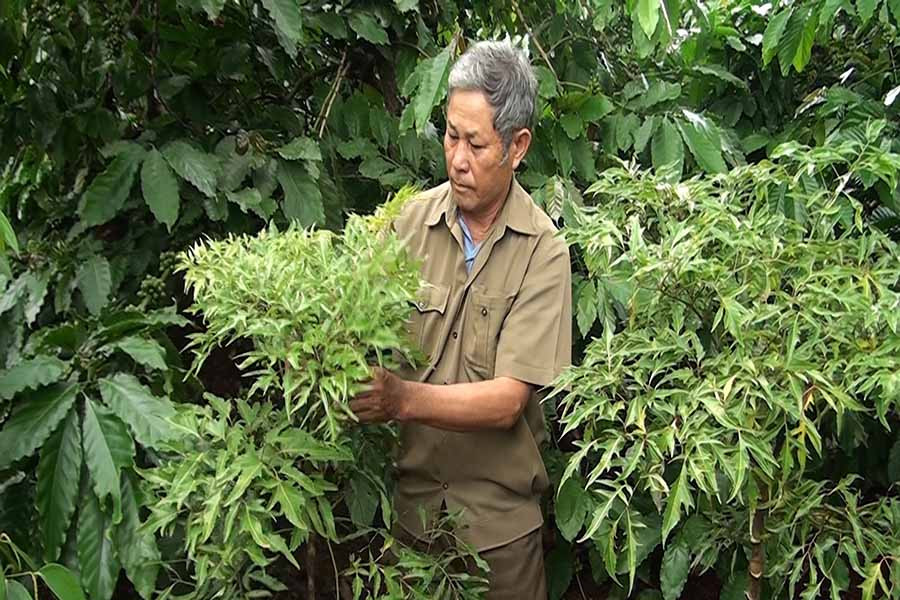  Ông Nguyễn Bá Nhạc chăm sóc vườn cây đinh lăng của gia đình. Ảnh: P.N