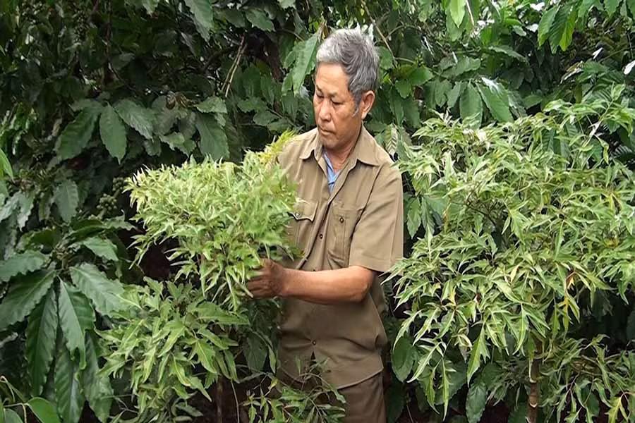  Ông Nguyễn Bá Nhạc chăm sóc vườn cây đinh lăng của gia đình. Ảnh: P.N