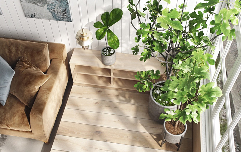 Ánh sáng từ cửa sổ chính là nguồn sống nuôi dưỡng cây phát triển. Ánh sáng từ cửa sổ chính là nguồn sống nuôi dưỡng cây phát triển.