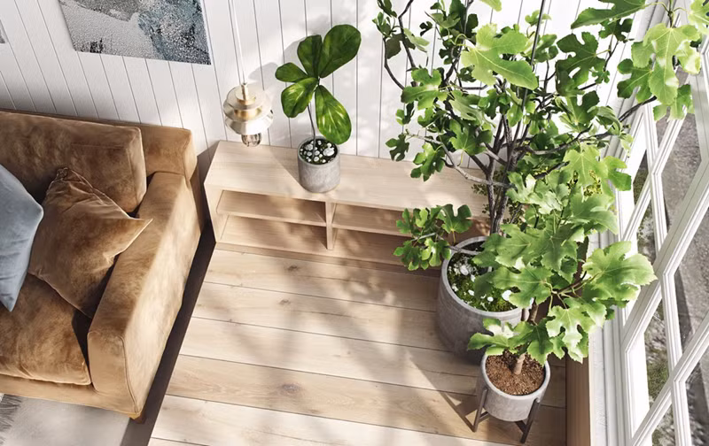 Ánh sáng từ cửa sổ chính là nguồn sống nuôi dưỡng cây phát triển.