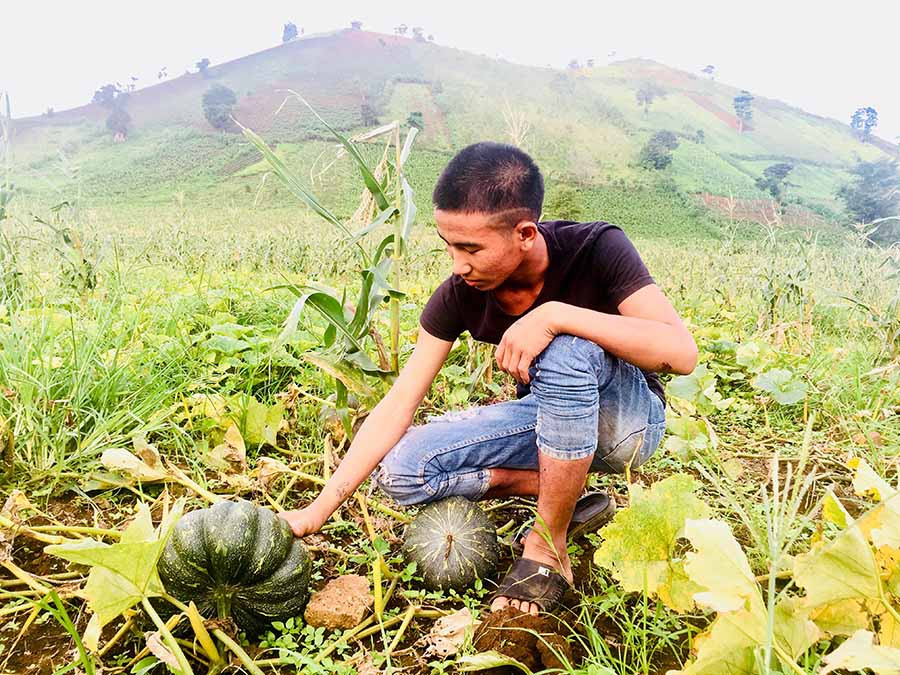  Do giá bí tăng cao, nông dân Chư Đăng Ya phải túc trực, canh chừng bí đỏ vì sợ trộm. Ảnh: H.L