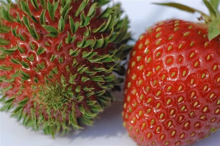 Những mầm cây mọc ra từ những hạt dâu tây.