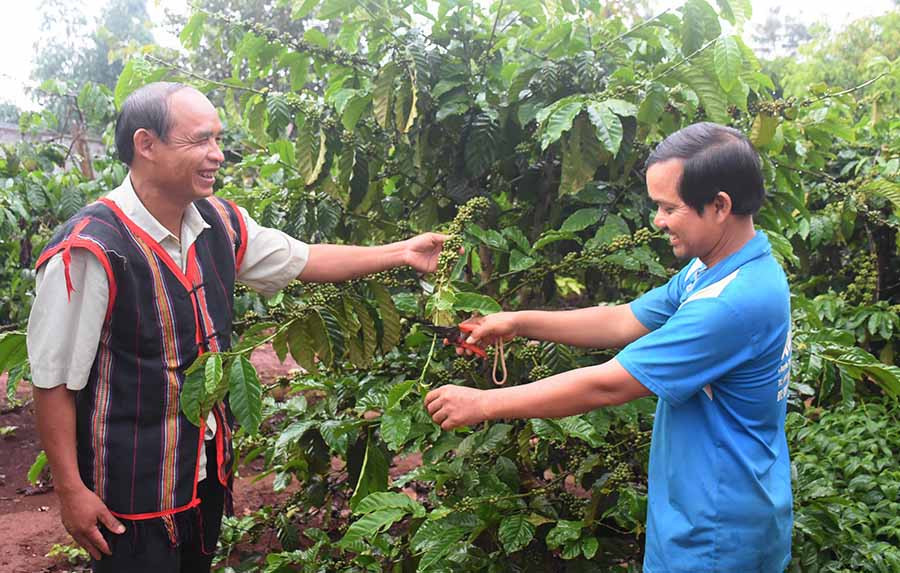  Ông Nương-Trưởng ban công tác mặt trận làng Hlang, xã Hnol (bìa trái) cùng người dân trao đổi kinh nghiệm chăm sóc cây cà phê. Ảnh: M.T