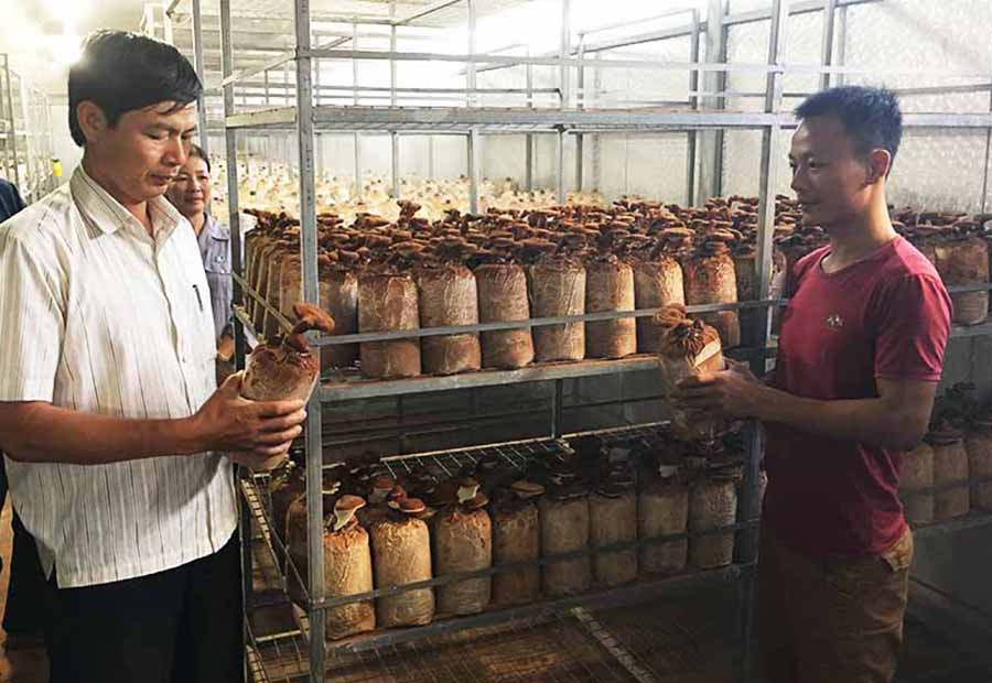  Trồng nấm dược liệu mang lại giá trị kinh tế cao nhưng cũng đòi hỏi kỹ thuật rất khắt khe. Ảnh: V.T