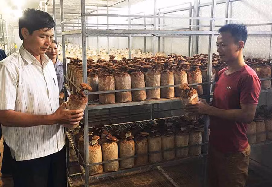  Trồng nấm dược liệu mang lại giá trị kinh tế cao nhưng cũng đòi hỏi kỹ thuật rất khắt khe. Ảnh: V.T
