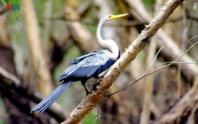  Loài chim này thường sống ở những vùng đất ngập nước mênh mông nhiều tôm cá, phân bố khắp Đông Nam Á, nhưng số lượng còn ít.