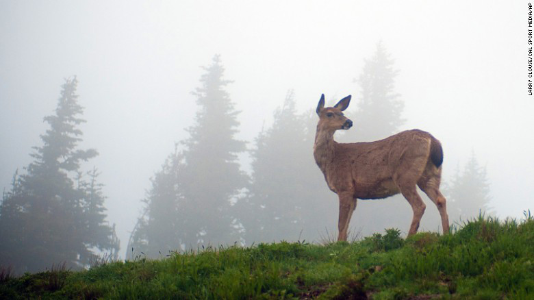 Công viên quốc gia Olympic là nơi dễ dàng tới nhất nằm ở bang Washington. Đây cũng là điểm đến vào mùa đông trải nghiệm cảm giác trượt tuyết qua những làng quê và những triền đồi.